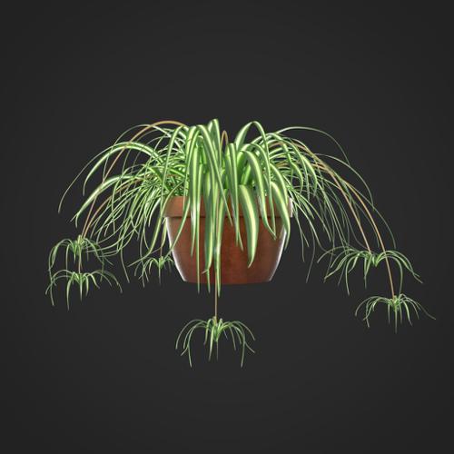 Spider Plant  preview image